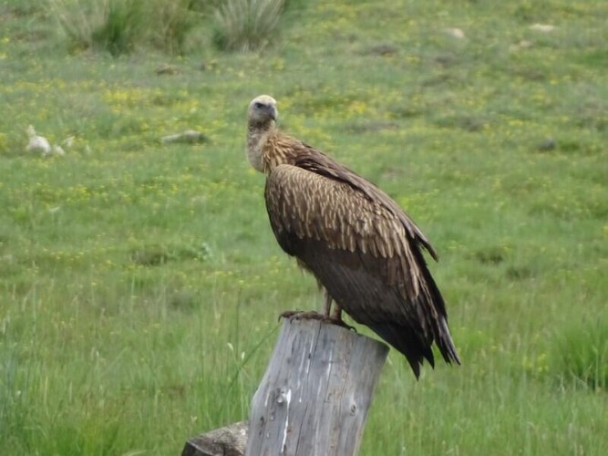 Редкая встреча: снежный гриф снова замечен на Байкале