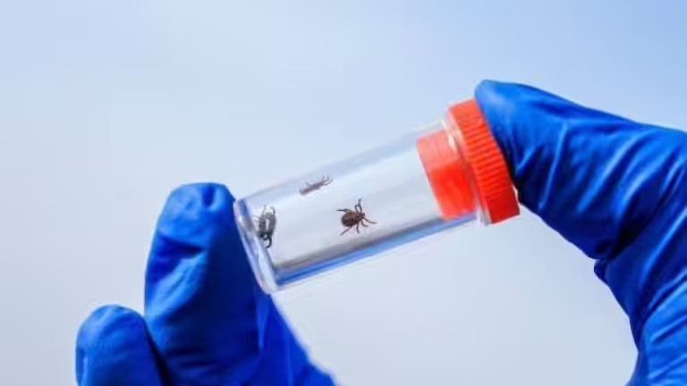 Клещи стали нападать на жителей Иркутской области в два раза реже