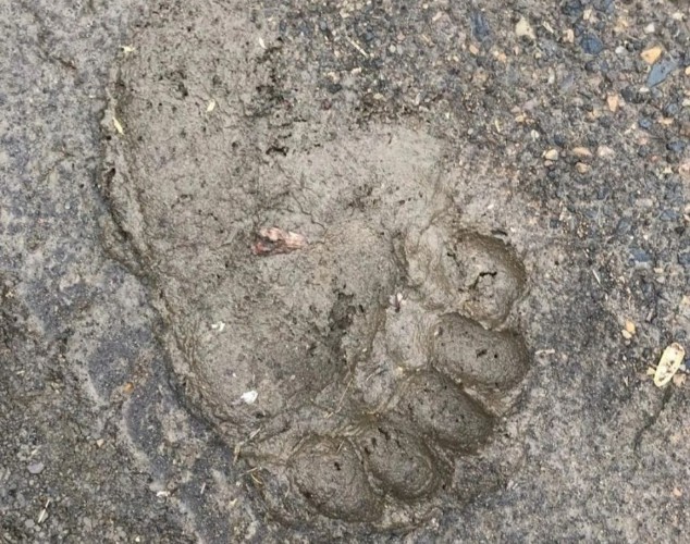 Нехватка корма вынуждает выходить медведей к людям на севере Иркутской области