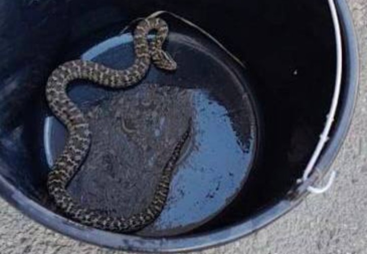 Змею на игровой площадке нашли дети в Иркутске