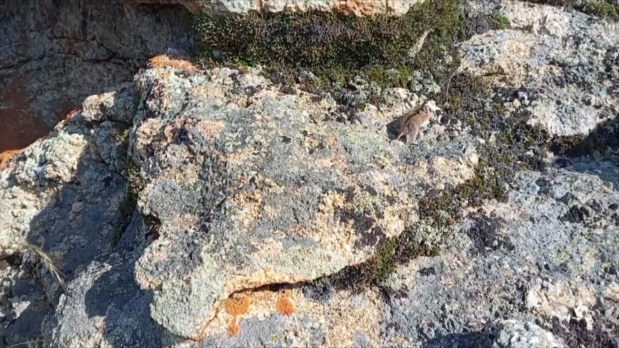 Численность ольхонской полёвки сокращается на Байкале