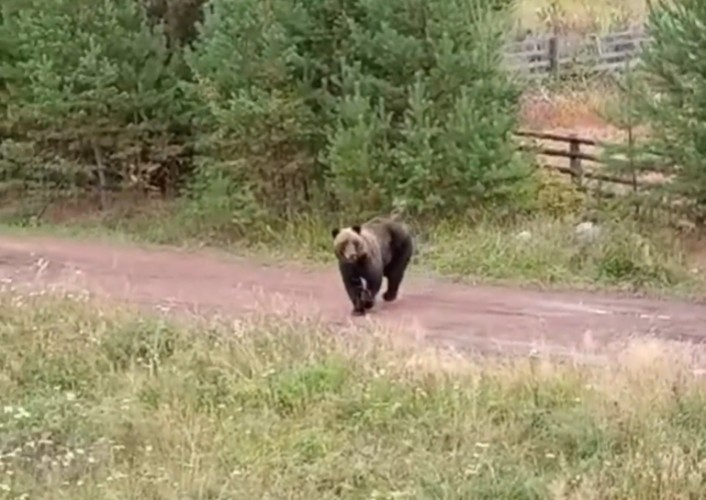 Шесть раз за сутки выходили медведи к населённым пунктам Приангарья