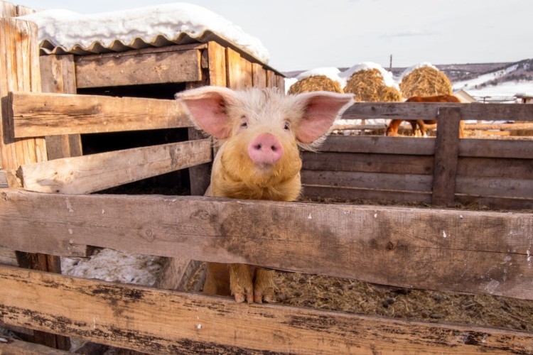 Иркутская область наращивает производство свинины и мяса птицы