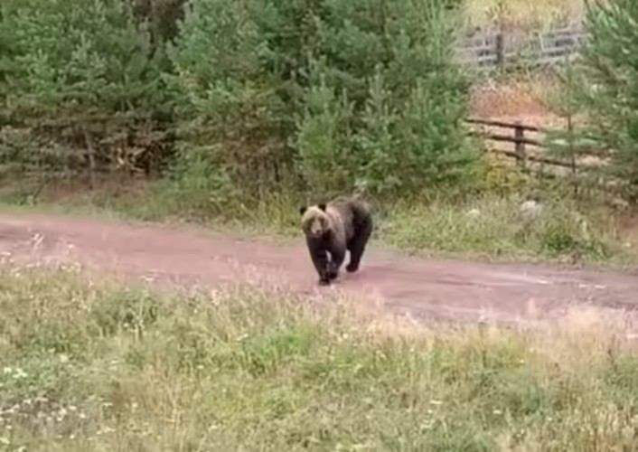 33 представлявших угрозу медведя застрелили в этом году в Иркутской области