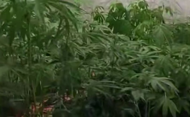 40 кустов конопли обнаружили полицейские в одном из частных домов Куйтуна