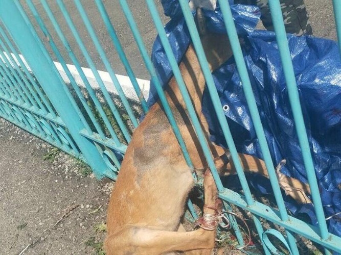 Косуля застряла между прутьями забора в Кутулике