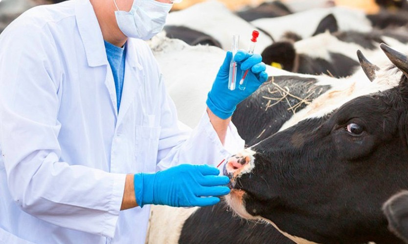 Россельхознадзор выявил 7 случаев сальмонеллëза у домашних животных в Приангарье