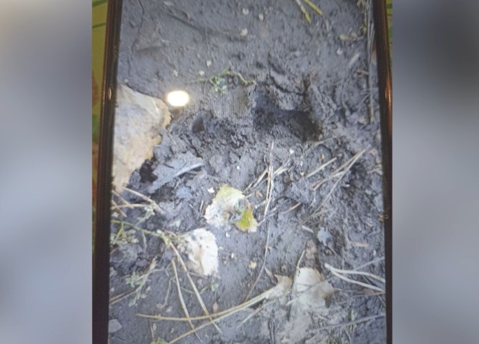 Следы медведя обнаружены у посёлков под Тулуном