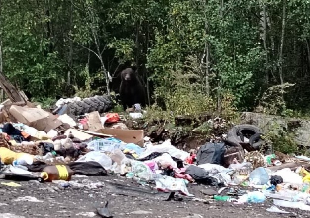 15 медведей застрелили у поселений на севере Приангарья за неделю