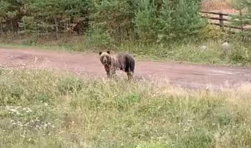 Пять медведей застрелили в Братском районе за неделю