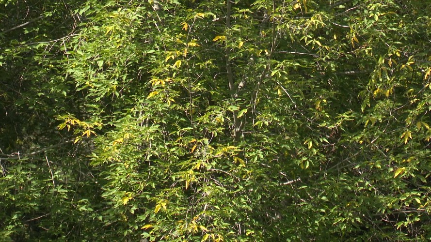 Бабье лето дважды заглянет в Иркутскую область