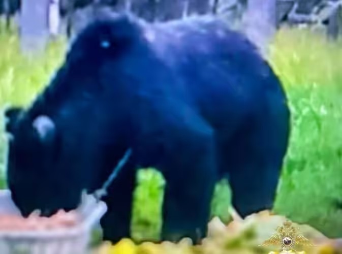 Медведь пришёл за облепихой в садоводство под Усть-Илимском