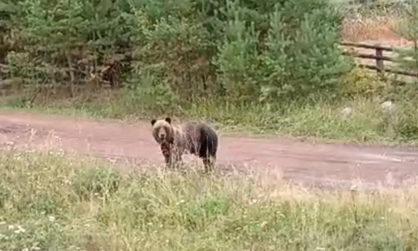 10 медведей застрелили в Братском районе в первую декаду сентября