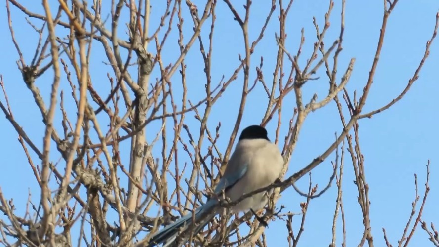 Стаи голубых сорок стали чаще замечать в Ангарске