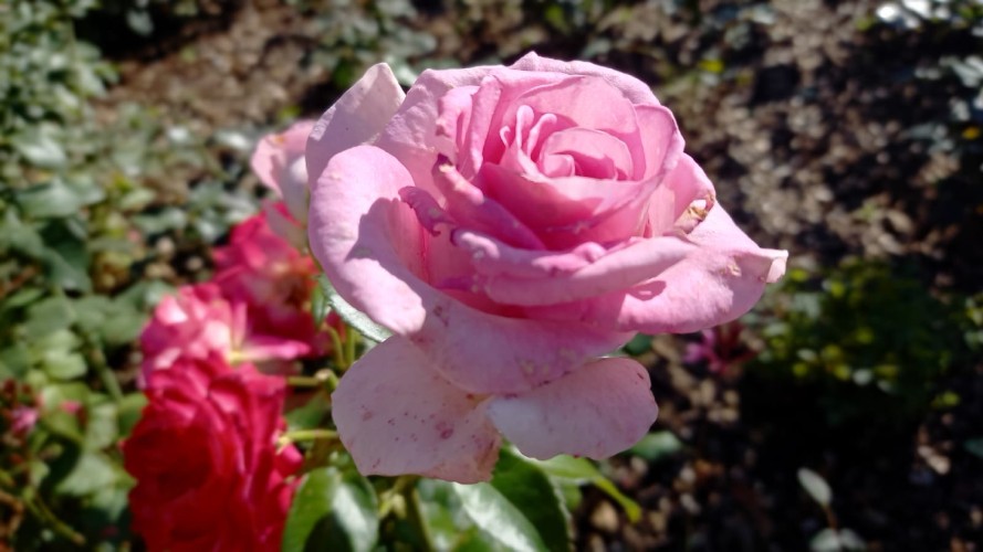 "По весточке": сделаем день ярче!