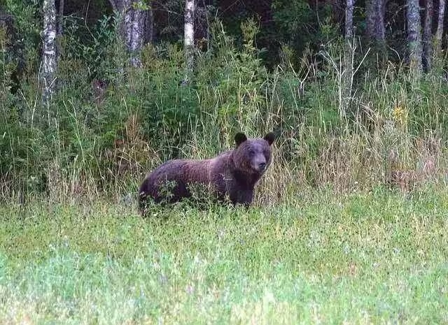 Корову и поросёнка задрали медведи в Братском районе