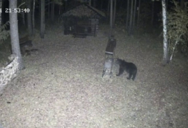 Медведь разгуливал ночью по улицам Тулуна