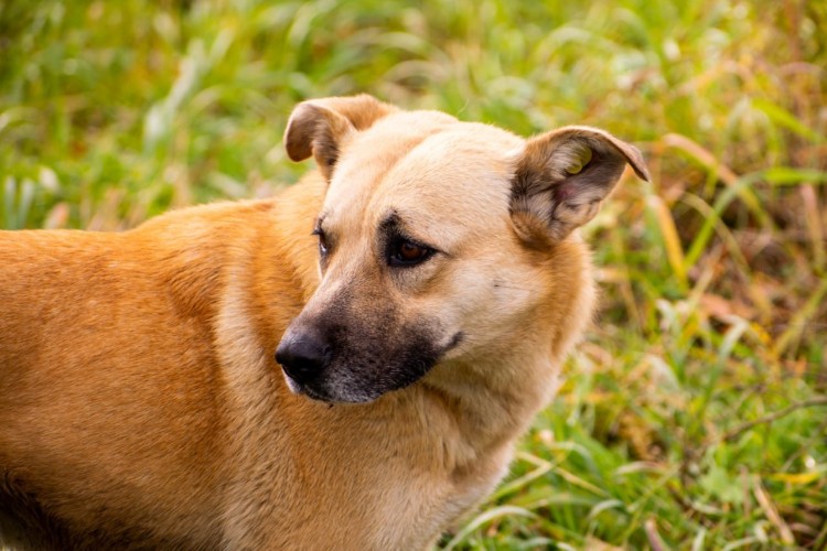 Собака напала на наблюдателя одного из избирательных участков в Братске