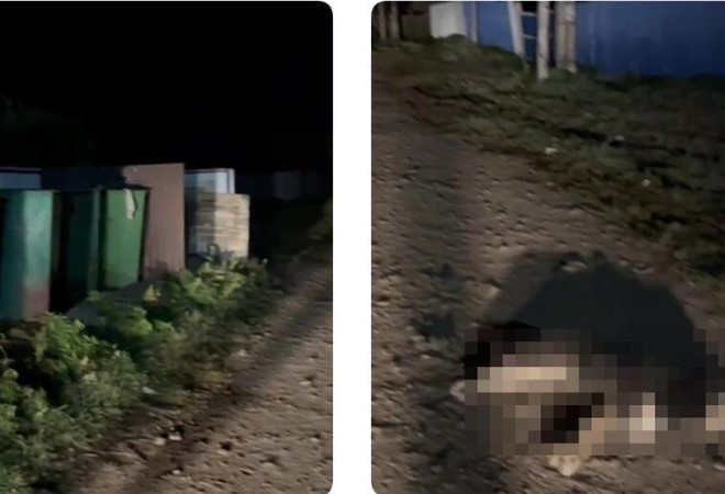 После нападения медведя на собак закрыты туристические маршруты на Байкале