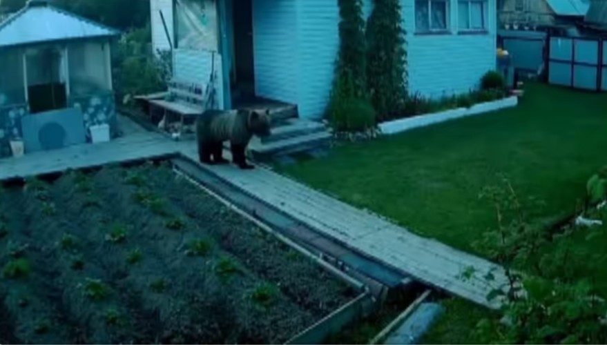 Медведь забрался в огород к жительнице Братского района