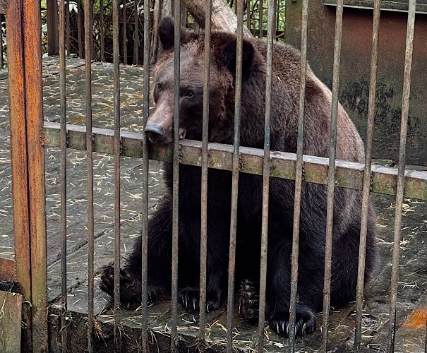 33 килограмма мёда подарили сапбордисты Братска медведице из «Ангарской деревни»