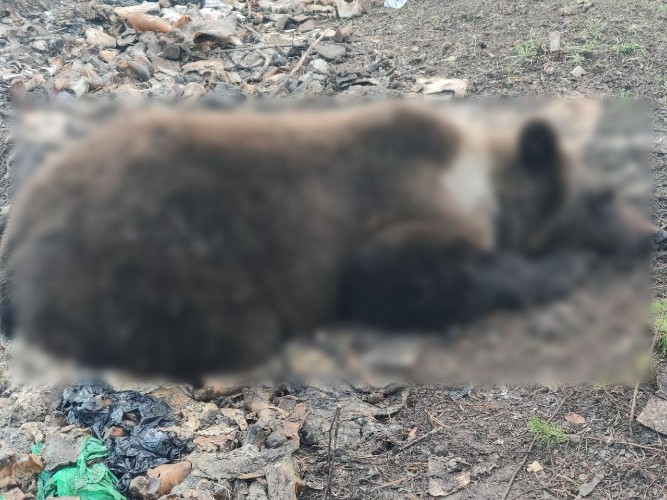 Угрожавшие людям медведи ликвидированы в Братском районе