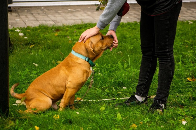 203 владельца домашних животных оштрафованы на 0,5 млн рублей в Приангарье
