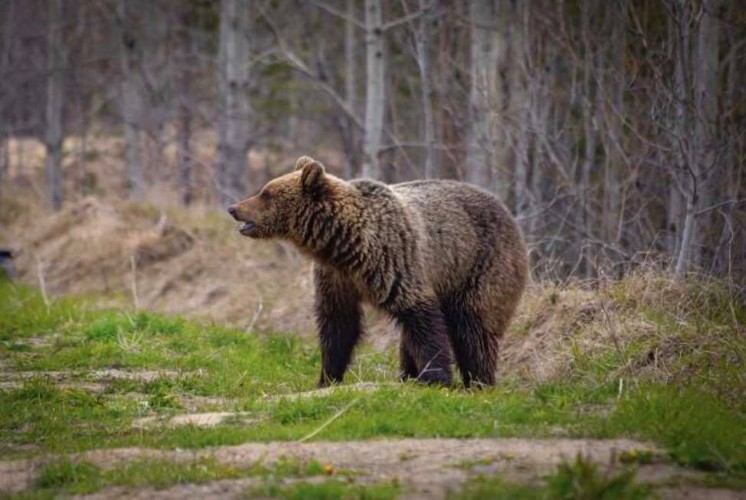 12 опасных для людей медведей ликвидировано в Братском районе в сентябре