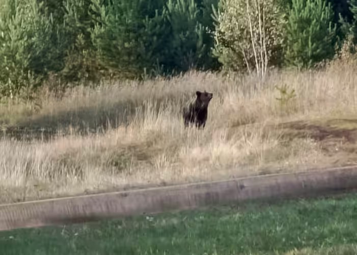 Медведь бросился под машину в Братске