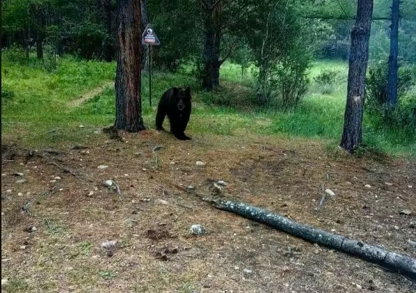Популярные маршруты Прибайкальского нацпарка закрыли из-за медведя