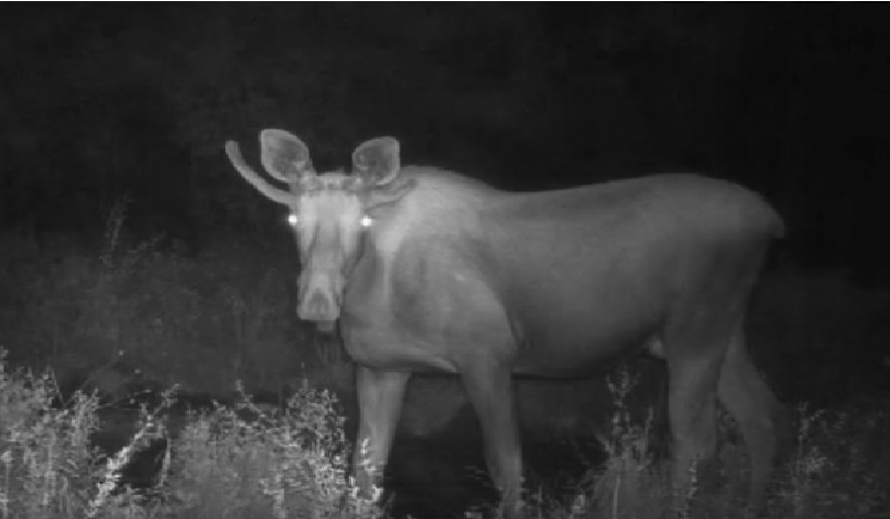 Лося с необычными рогами «поймали» фотоловушки в Иркутской области