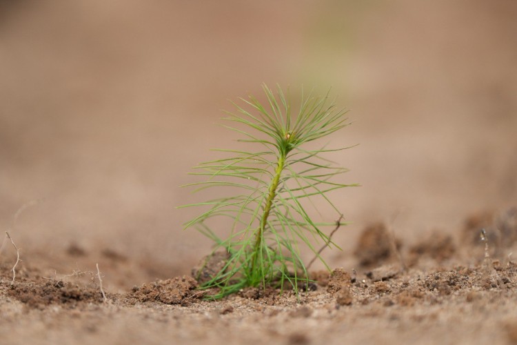 На 99,5% выполнила годовой план по восстановлению лесов Иркутская область