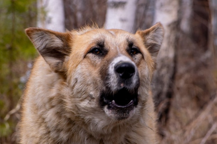 Полиция изолировала агрессивную собаку в Иркутском районе