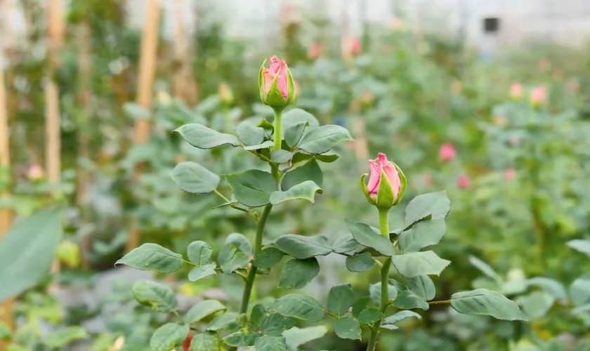 1,5 тыс. кустов роз и 8 тыс. хризантем вырастят осенью в иркутском «Горзеленхозе»