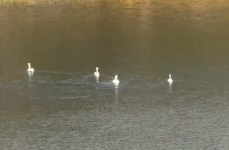 Семью белых лебедей заметили в Железногорске-Илимском