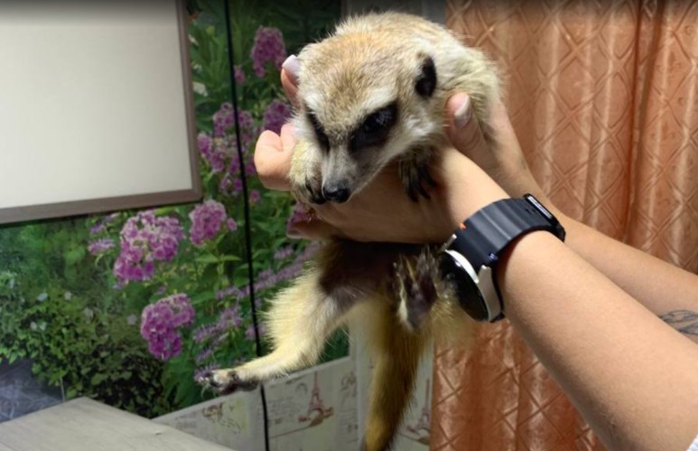 Опоссума привели на приём в ветклинику Бодайбо