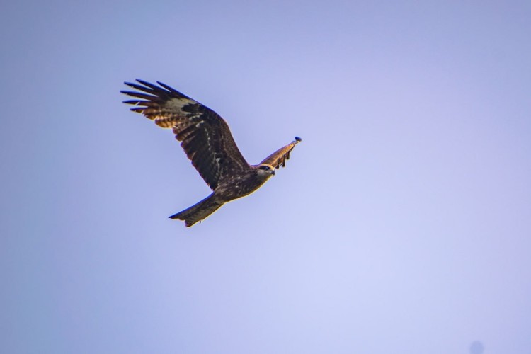 Браконьеров-птицеловов задержали в Прибайкальском национальном парке