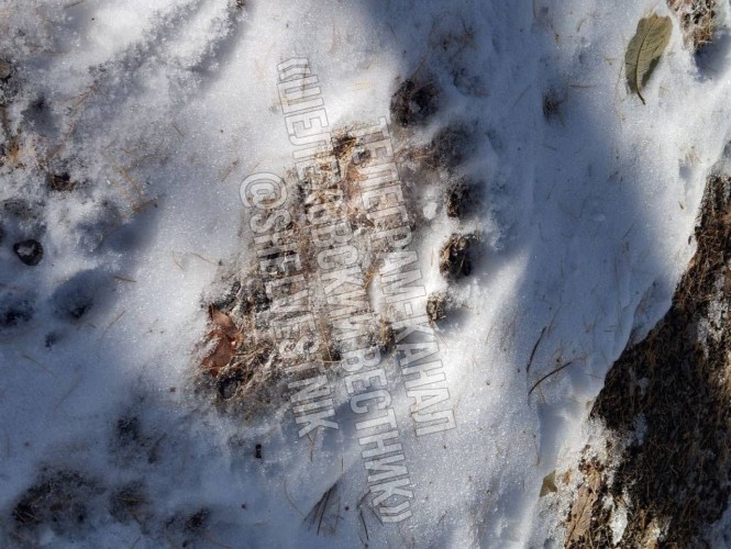 Медведь гуляет по улицам посёлка Большая Глубокая Шелеховского района