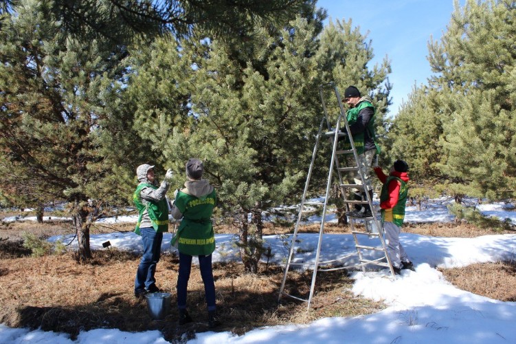 7,8 тонн семян хвойных деревьев собрано для лесовосстановления в Приангарье