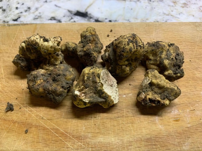 Учёные ИГУ обнаружили в России самый дорогой сорт трюфеля