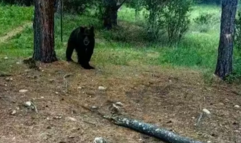 Кругобайкальскую железную дорогу закрыли для туристов из-за агрессивного медведя