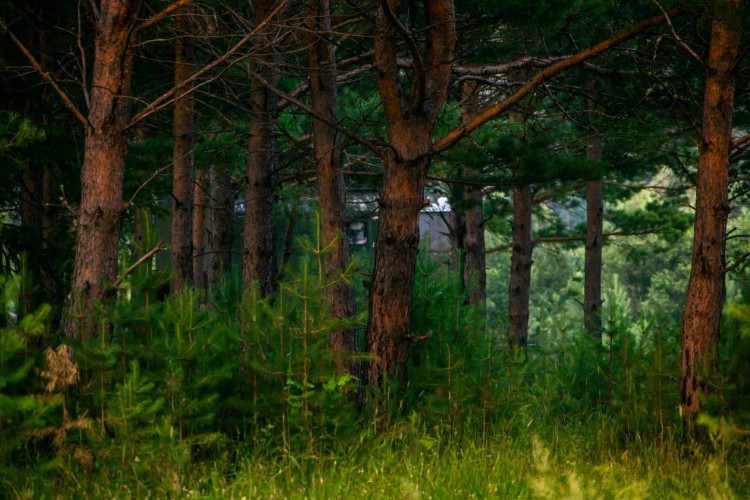 4 тысячи «лишних» медведей бродит по лесам Иркутской области