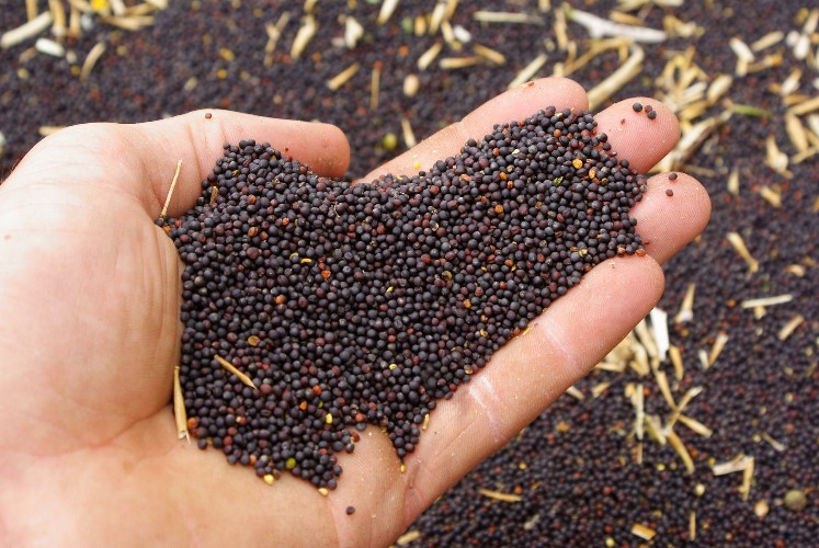 Экспорт зерна из Иркутской области в Китай вырос на 20%