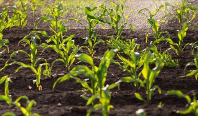 Двух фермеров из Усть-Удинского района оштрафовали за нарушения при работе с химикатами