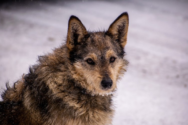 Приют для собак в Усть-Куте закрывают из-за строительства Дома молодёжи