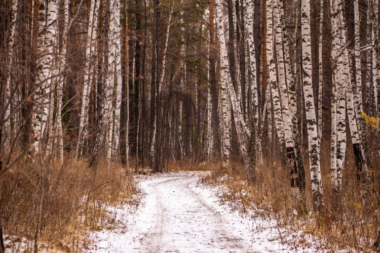 Способ регулирования численности баклана нашли в Иркутской области