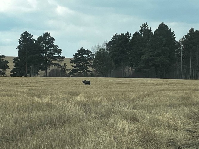 Медведи подошли к деревне Еловка в Эхирит-Булагатском районе