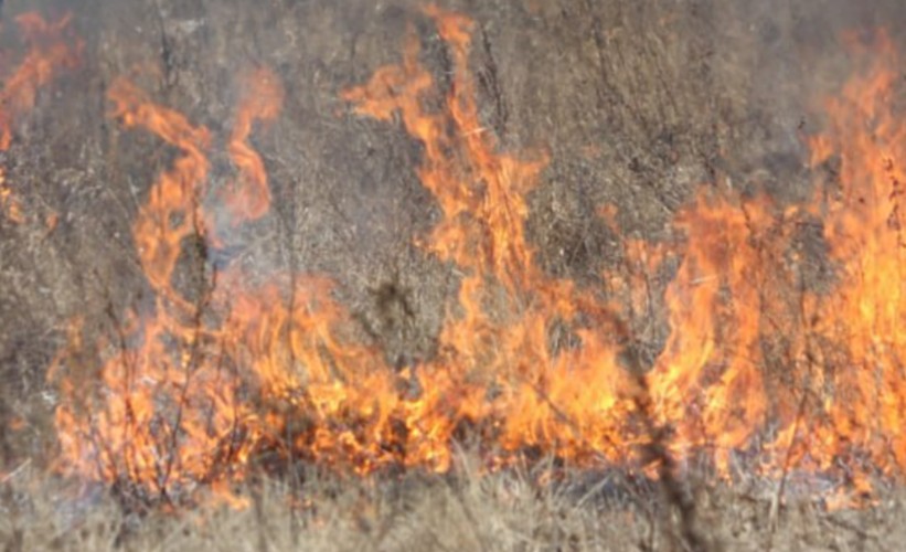 Отжиг 30 гектаров травы проведут на Чертугеевском полуострове в Иркутске 22 октября