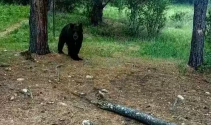 Численность медведей в Приангарье может резко сократиться к весне