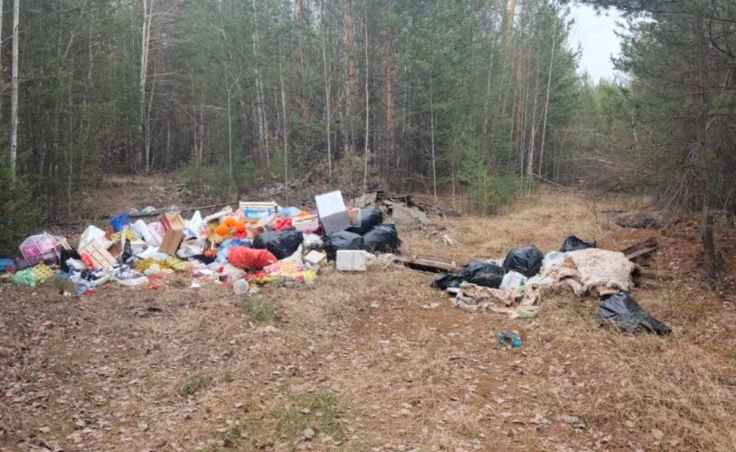 Фотоловушки поймали организатора незаконной свалки в лесу под Братском